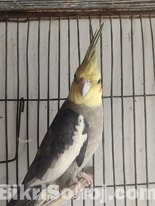 Cockatiel Male